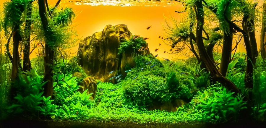 4 Tips for Choosing Freshwater Plants for Your Aquarium Natural Environment Aquatix