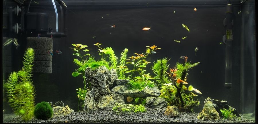 The Importance Benefits of Aquarium Filtration Natural Environment Aquatix