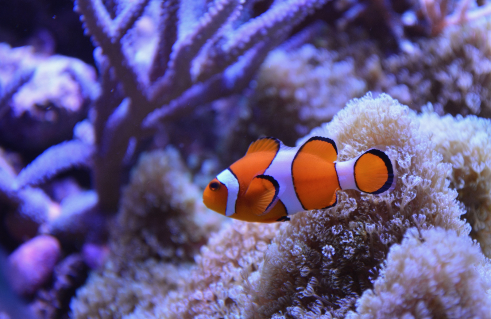 Saltwater Aquarium Fish – Natural Environment Aquatix Saltwater Aquarium Fish – Natural Environment Aquatix