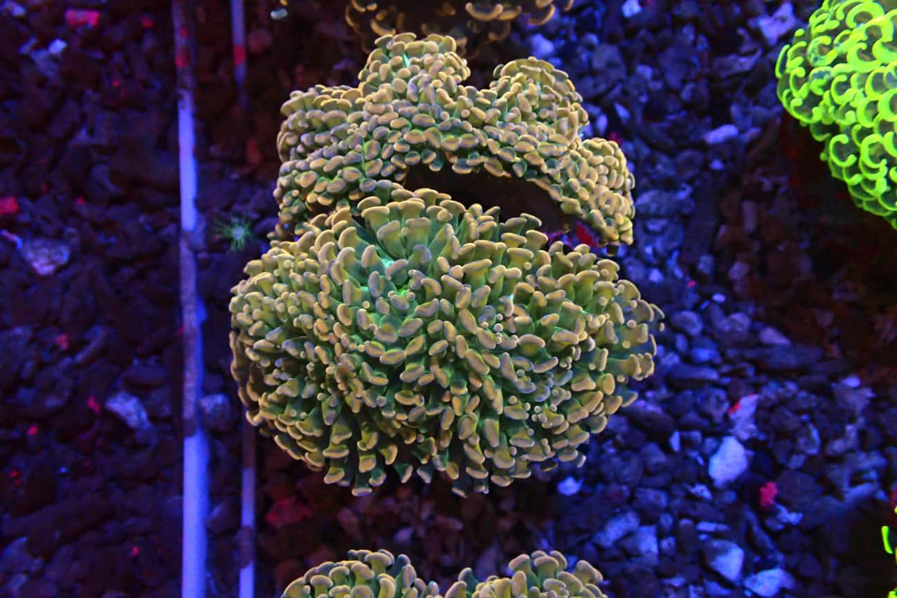 Yellow Hammer Coral