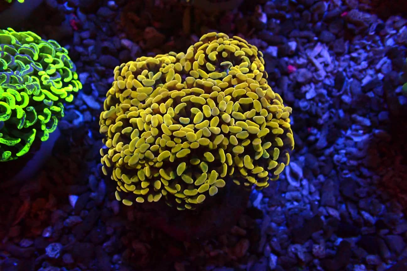 Gold Hammer Frag