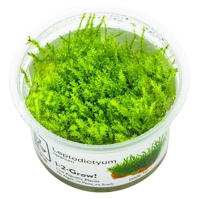 Leptodictyum Riparium