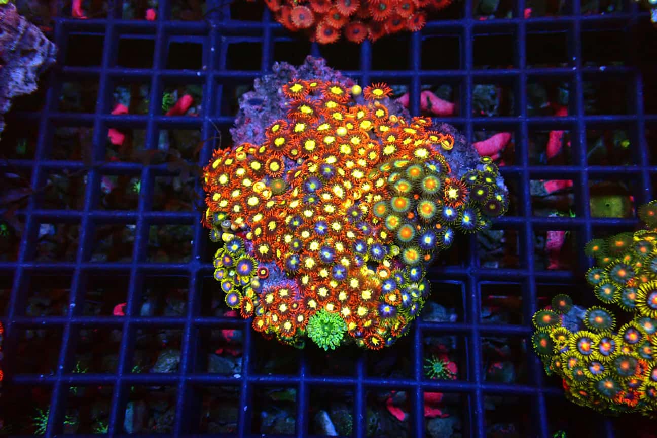 Zoa Garden
