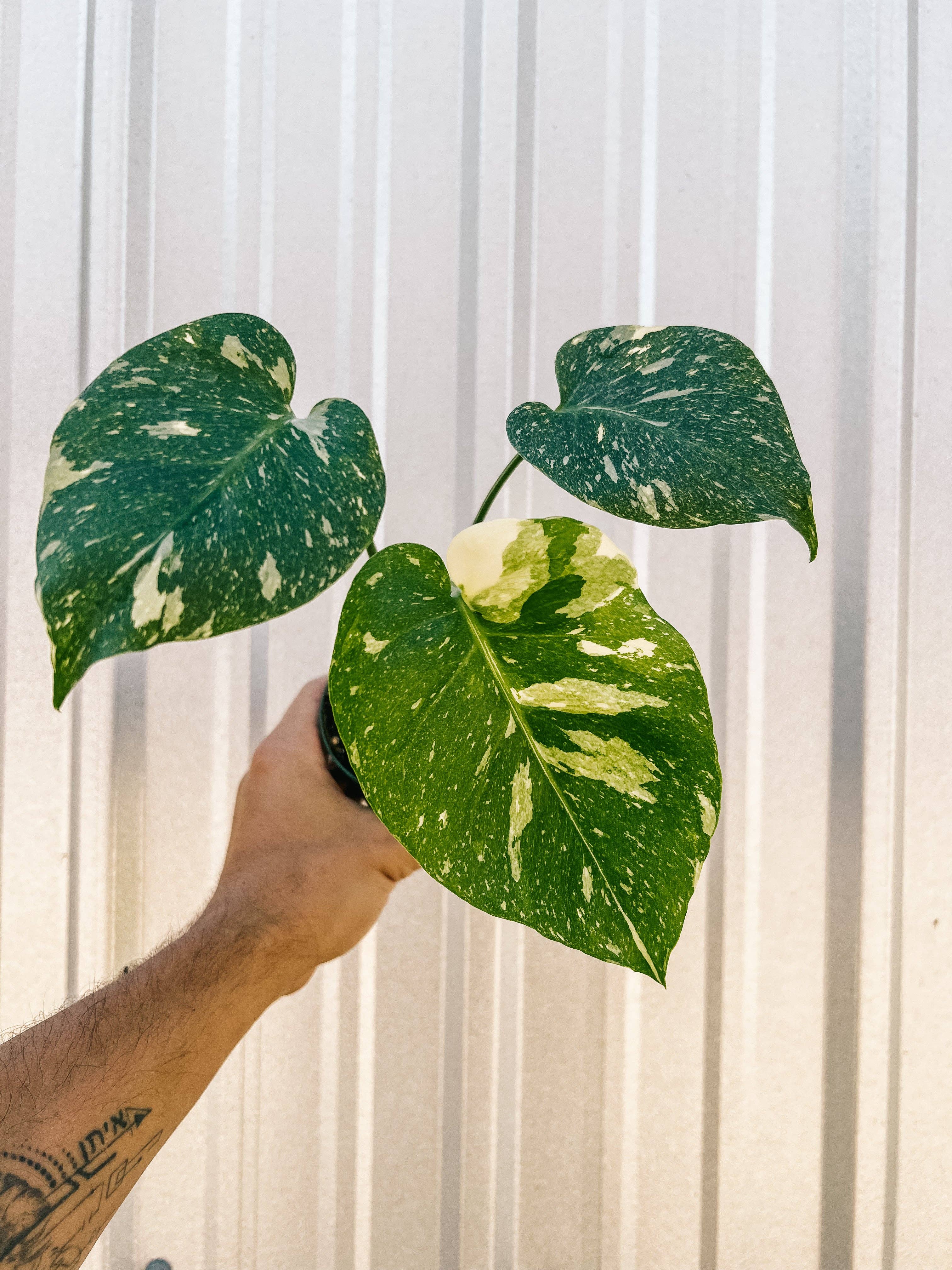 4 monstera thai constellation Monstera Thai Constellation – 4" Potted Variegated Houseplant | Rare Plant | Easy-Care Indoor Plant | Perfect for Home Decor