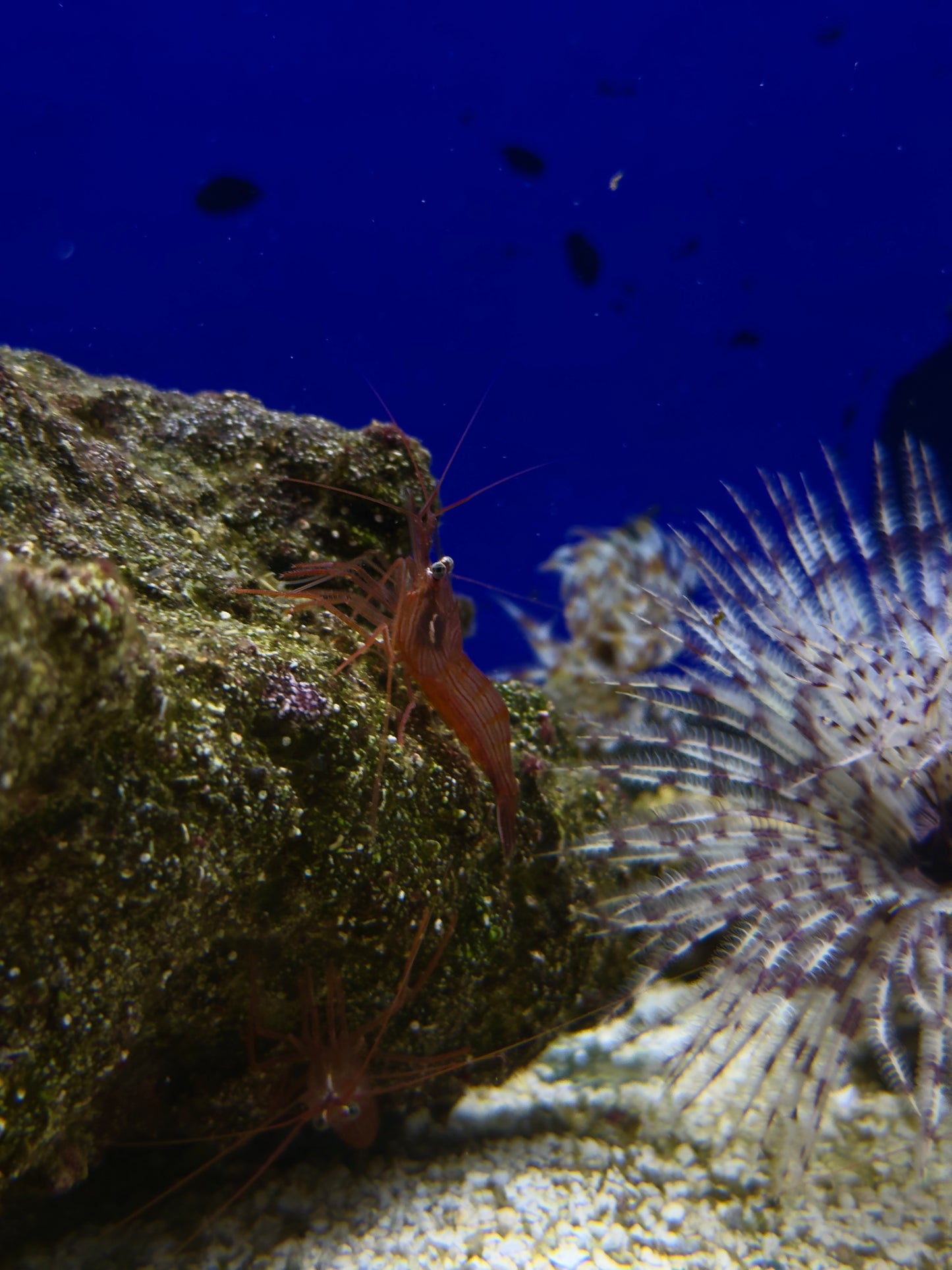 Peppermint Shrimp (RS)