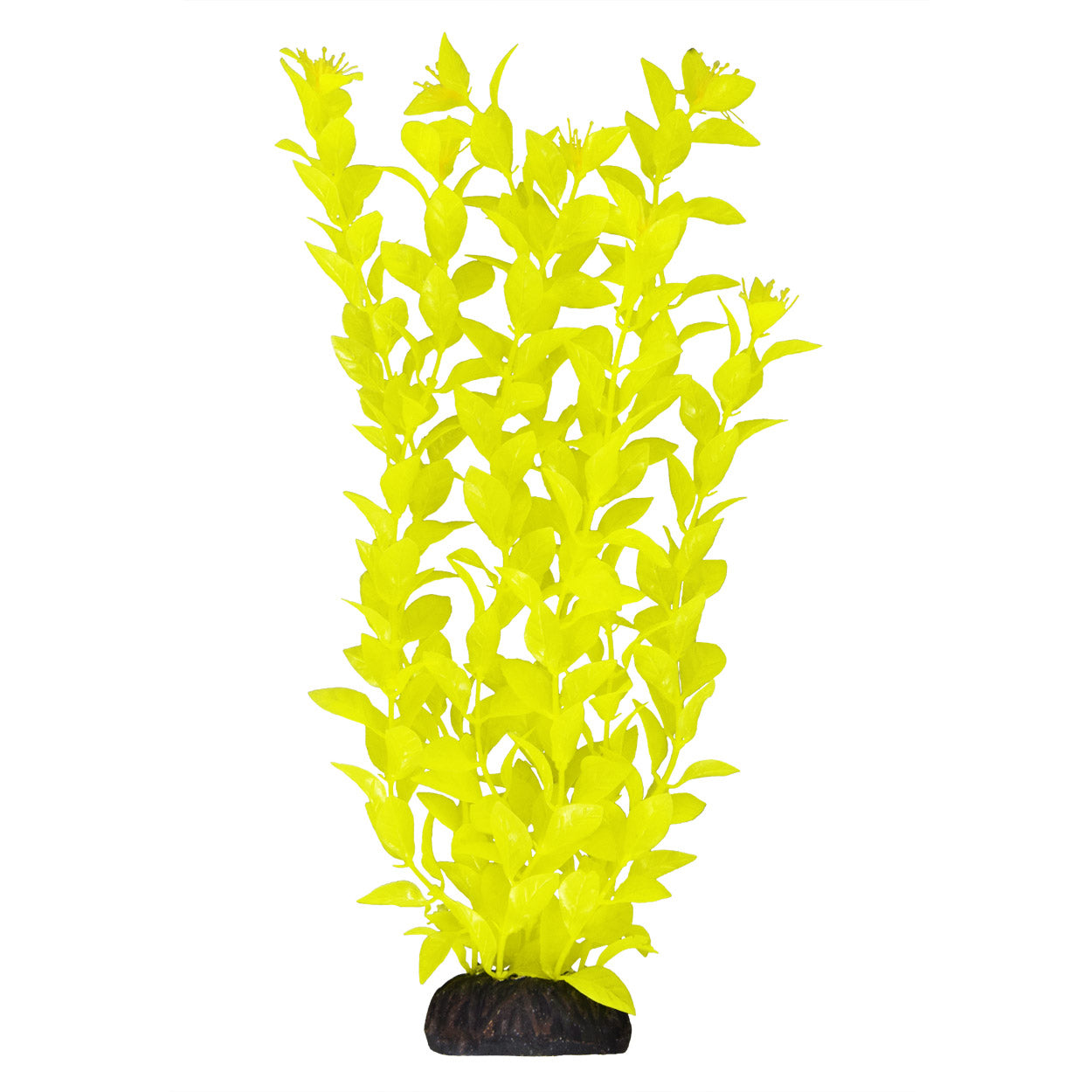 Ludwigia - Yellow - 12"