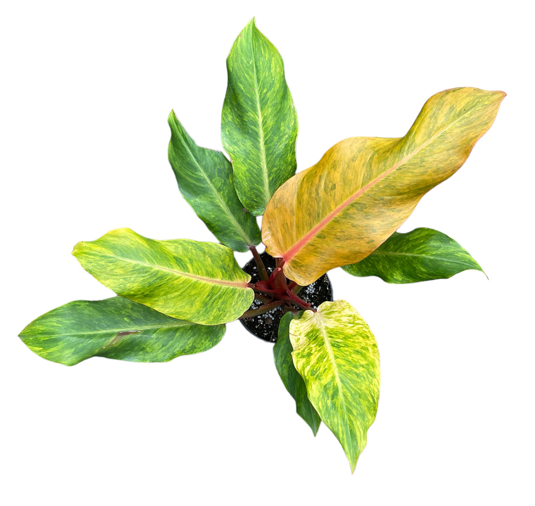 orange marmalade philodendron Philodendron Orange Marmalade 4 inch Grower Pot – Natural Environment Aquatix