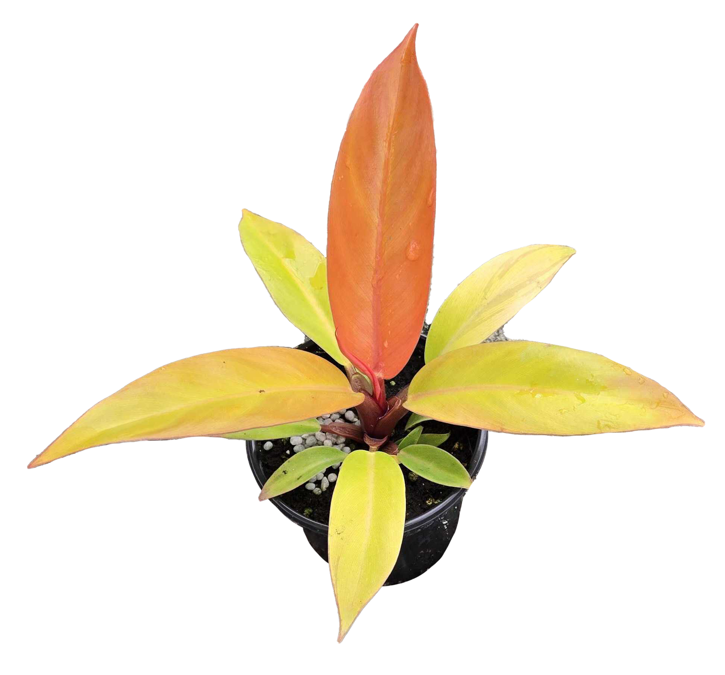 Philodendron Prince of Orange 4 inch Grower Pot