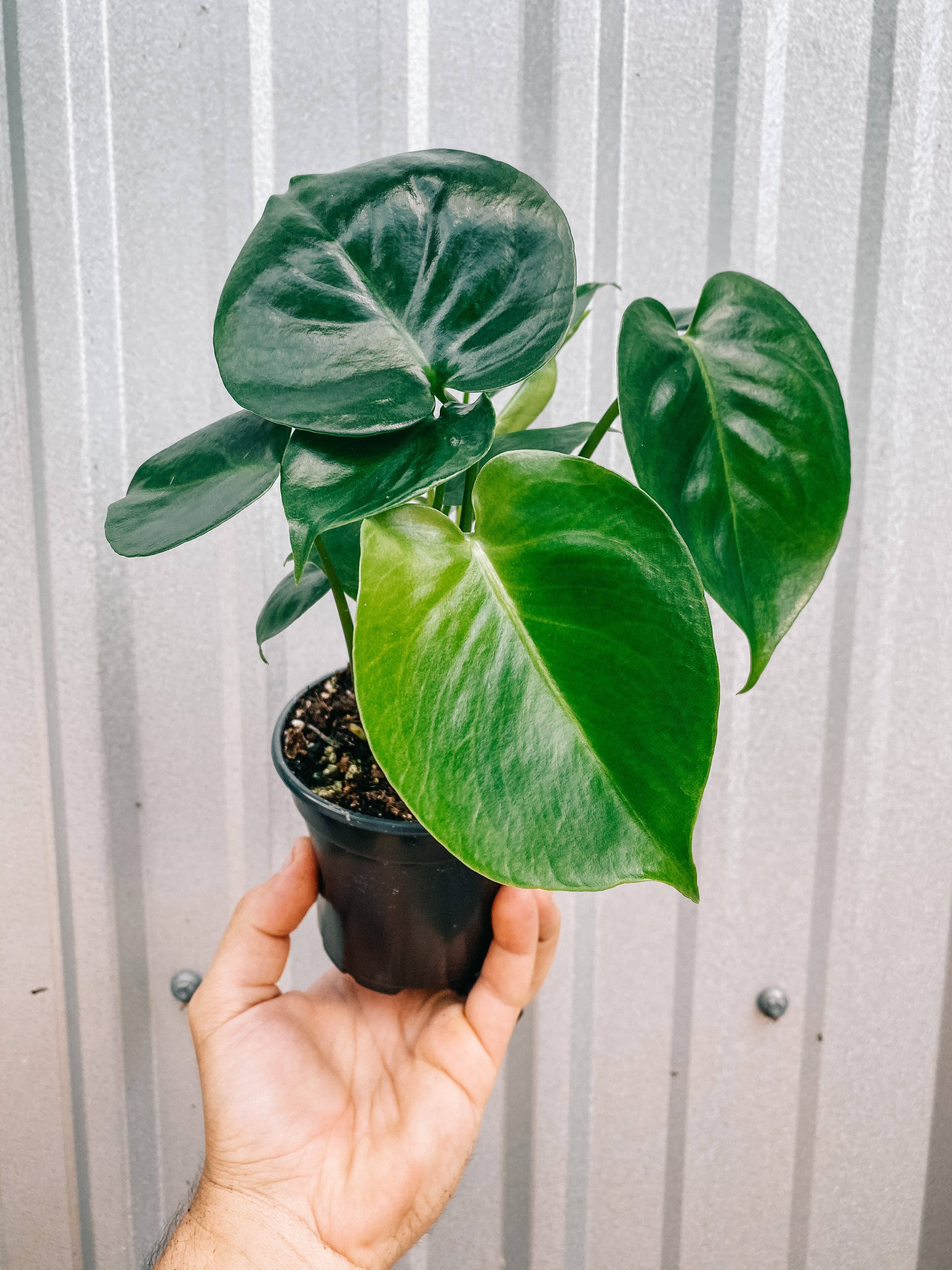 monstera deliciosa 4 inch 4" Monstera 'Deliciosa' – Natural Environment Aquatix