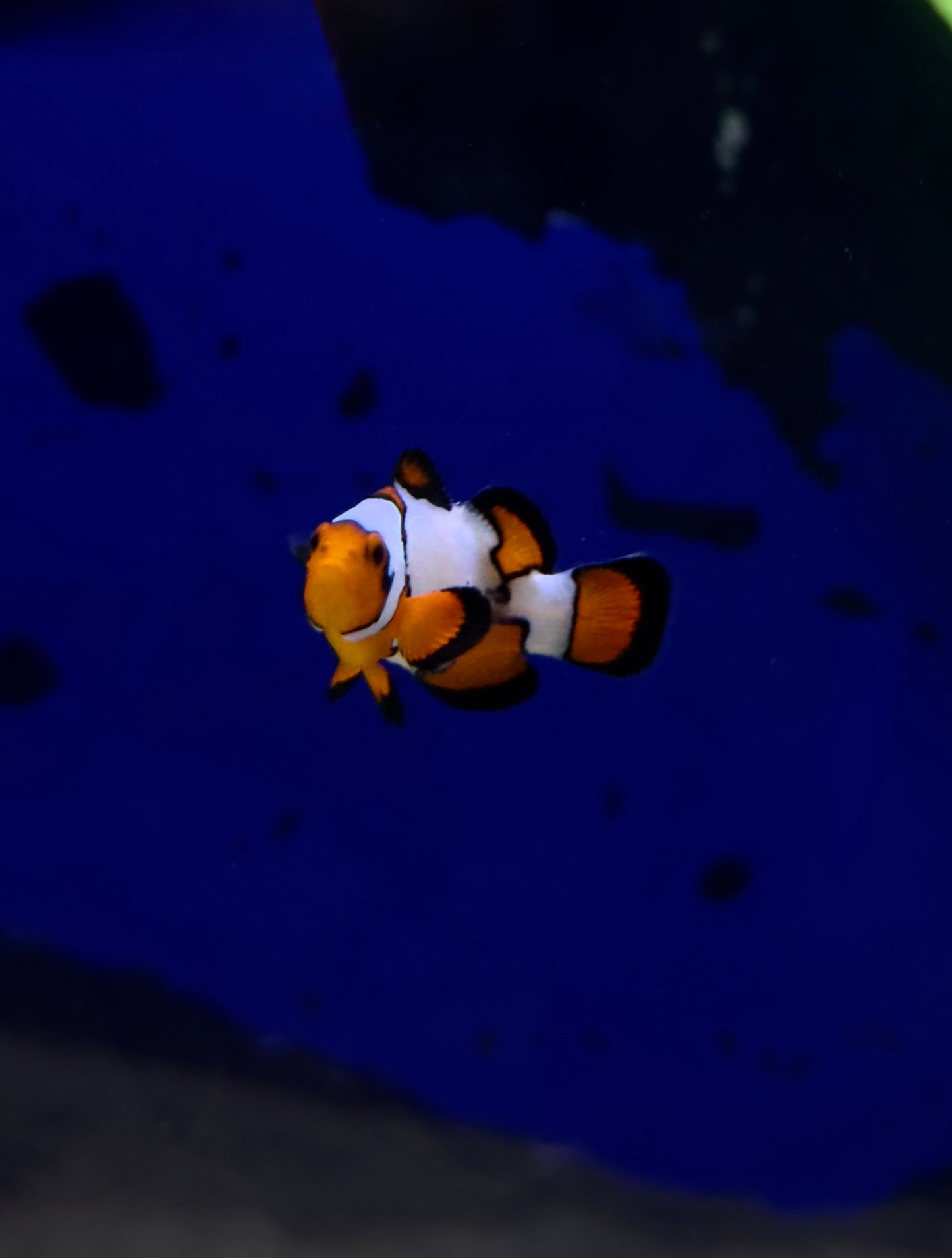 Snowflake Clownfish (RS)