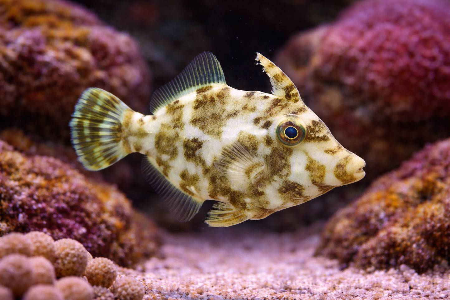 Aiptasia Eating Filefish