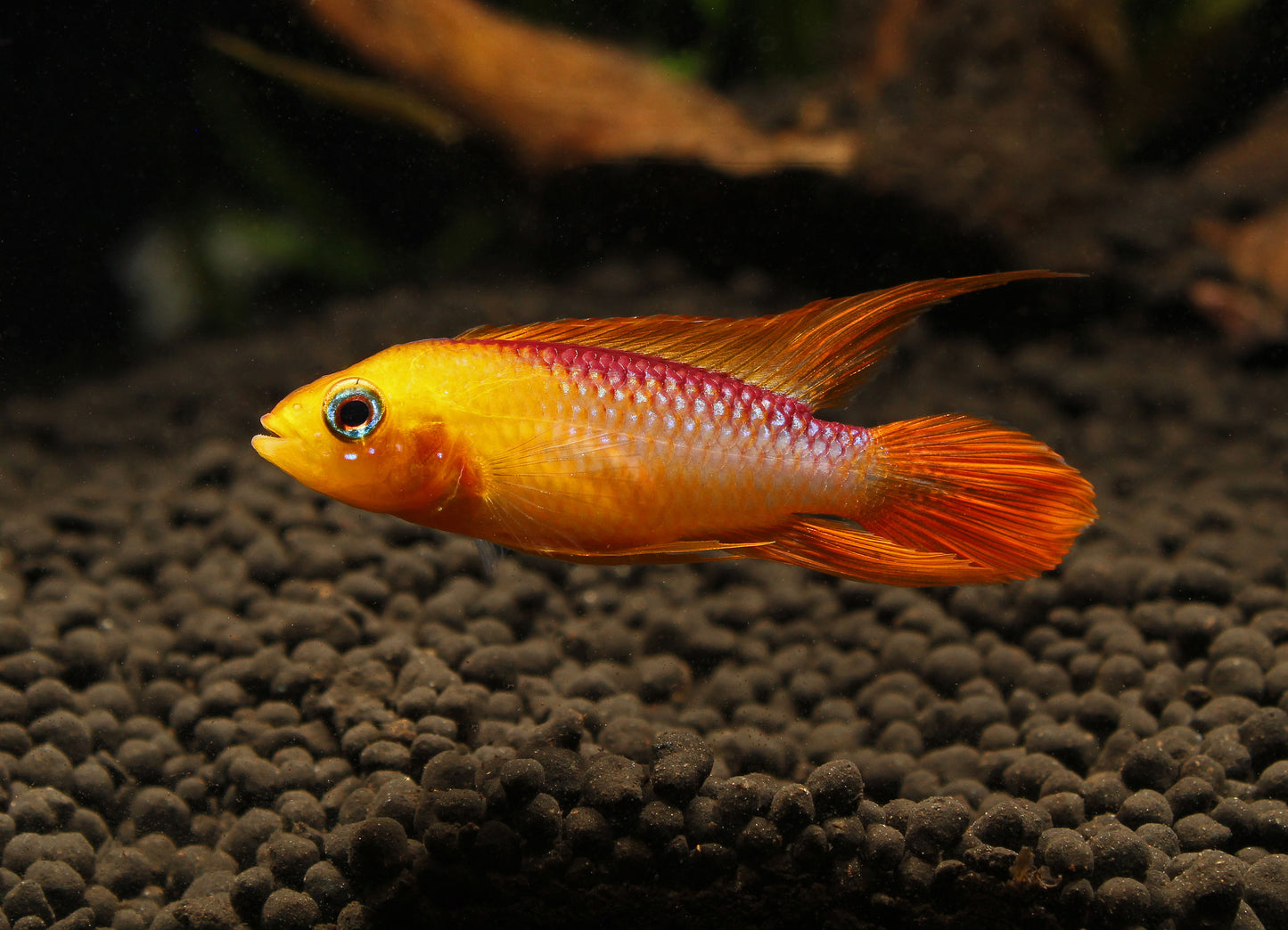 Apistogramma Agassizii "Fire Red"