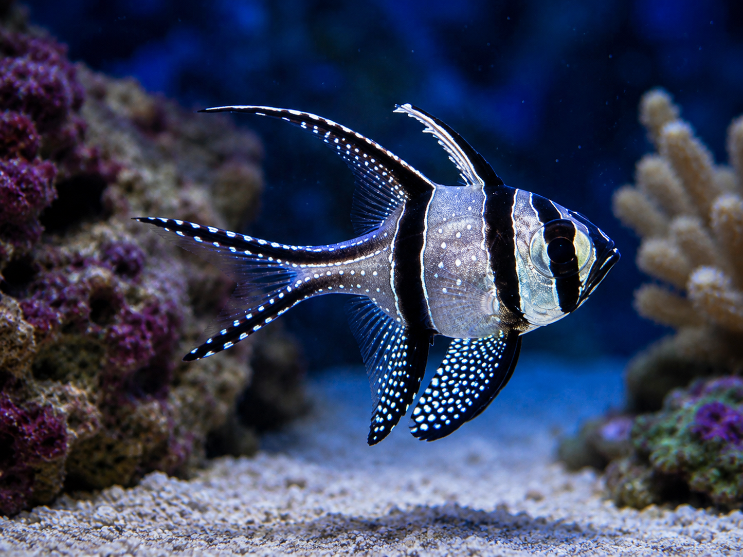 Banggai Cardinalfish