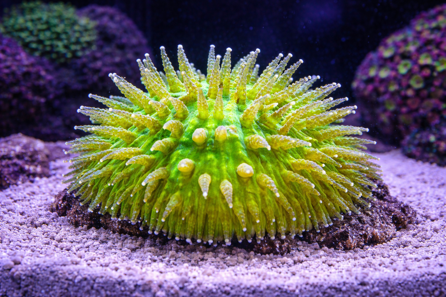 BiColor Green Helmet Fungia