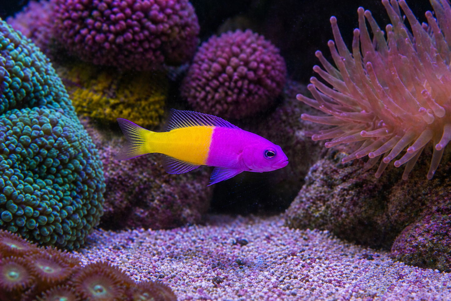 Bicolor Dottyback