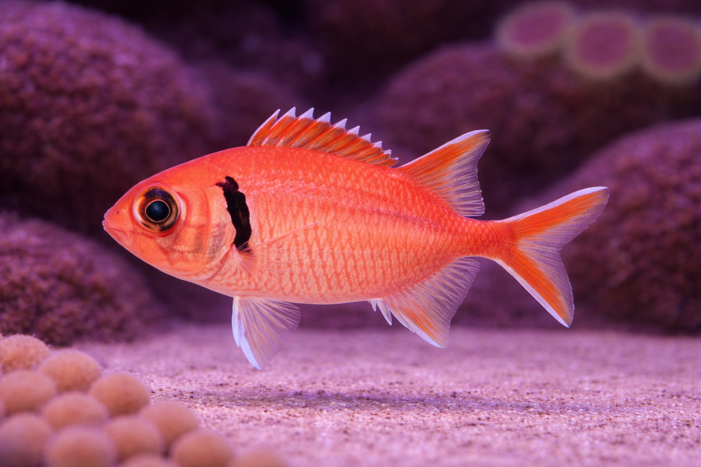 Big Eye Soldierfish