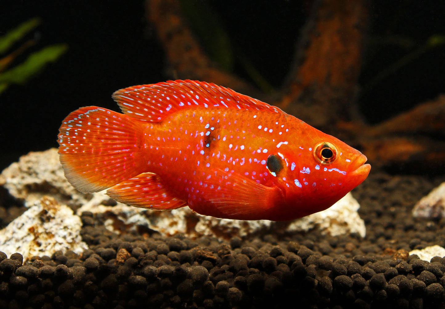 Blood Red Balloon Jewel Cichlid