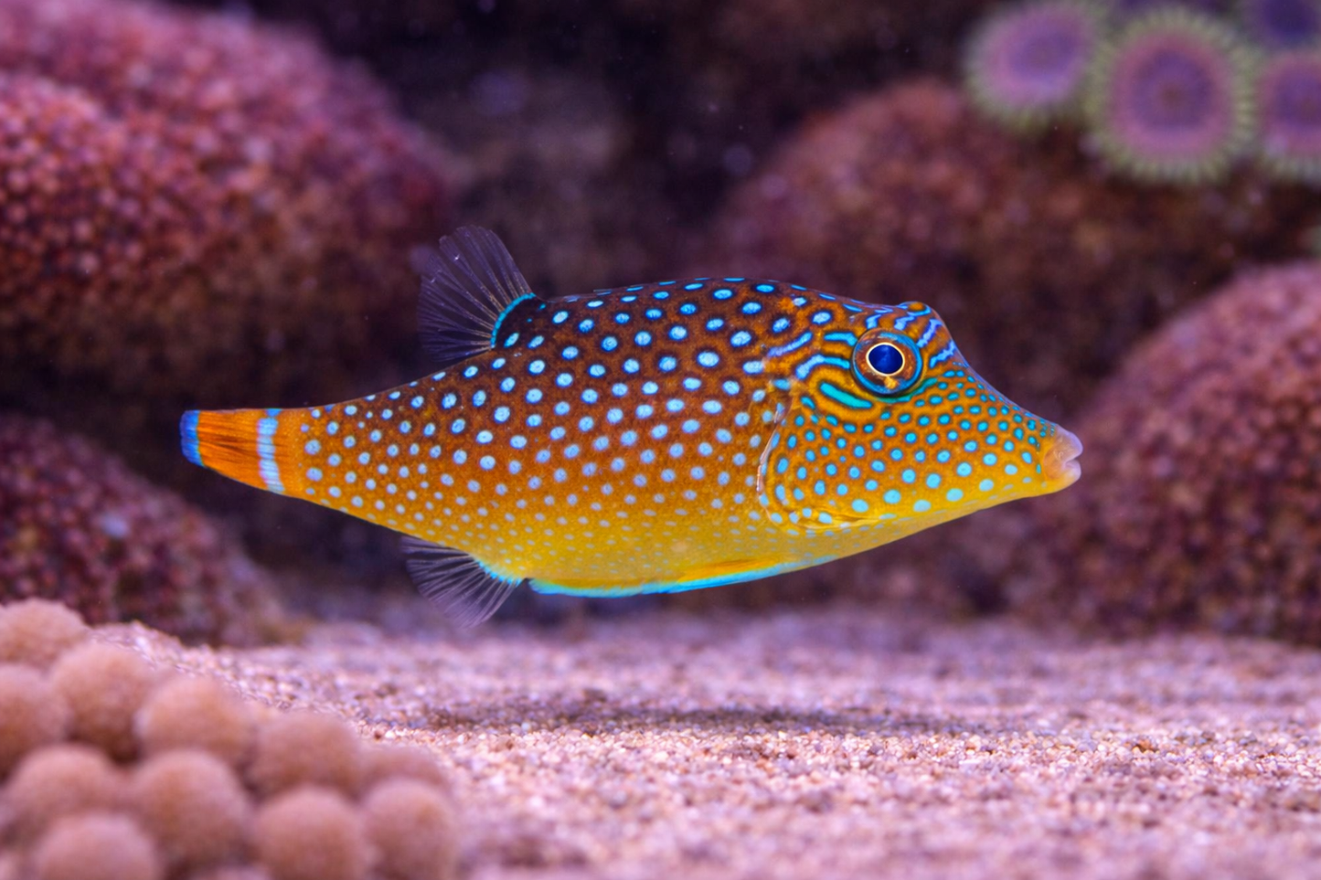 Colorful fish swimming among coral in an aquarium setting