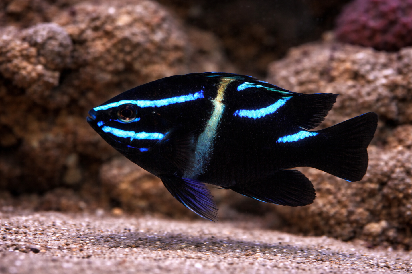 Blue Velvet Damselfish