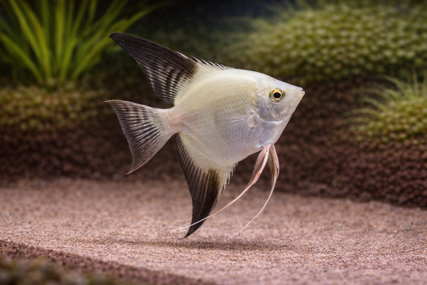 Bulgarian Seal Point Angelfish