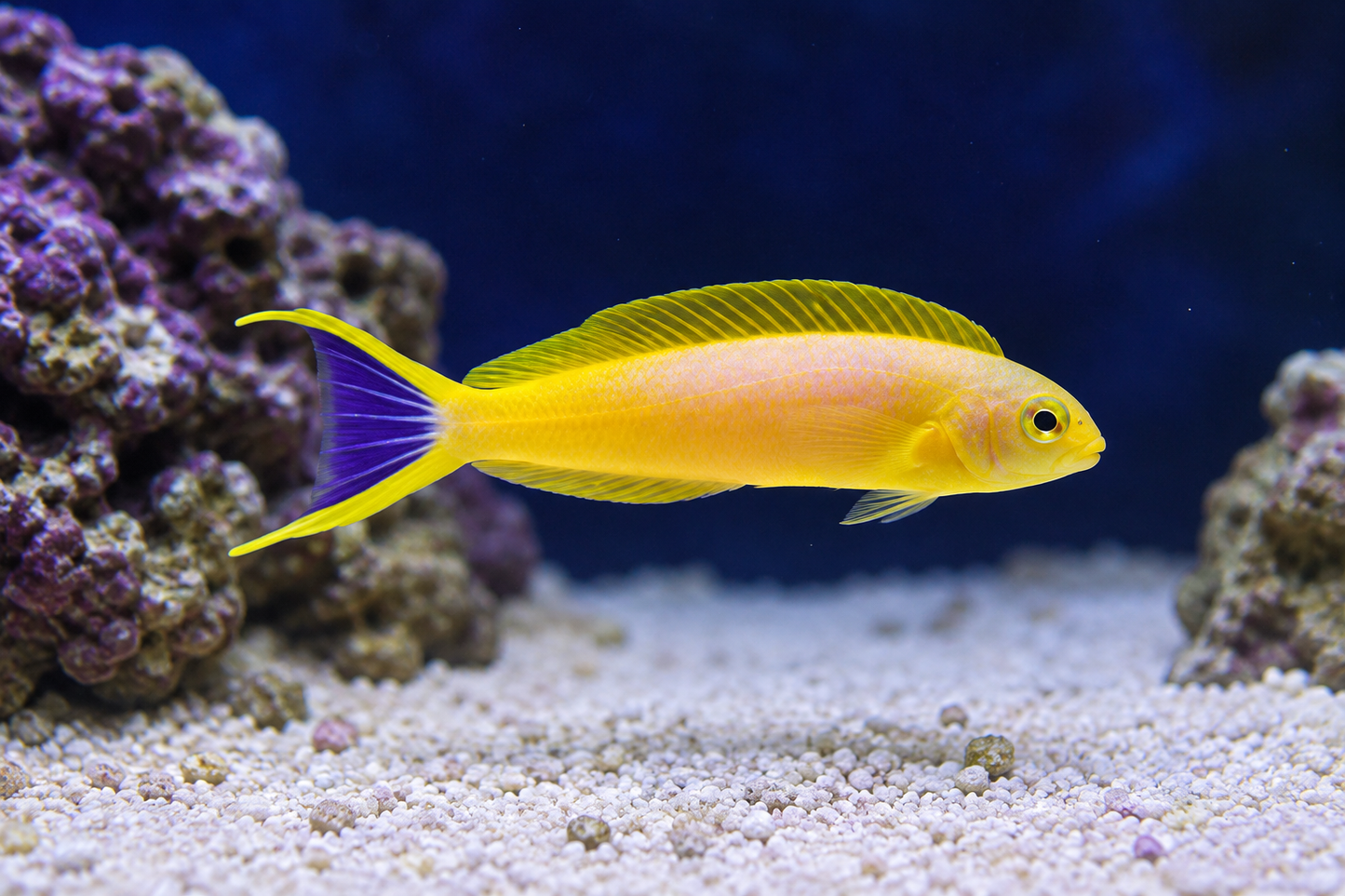 Canary Blenny