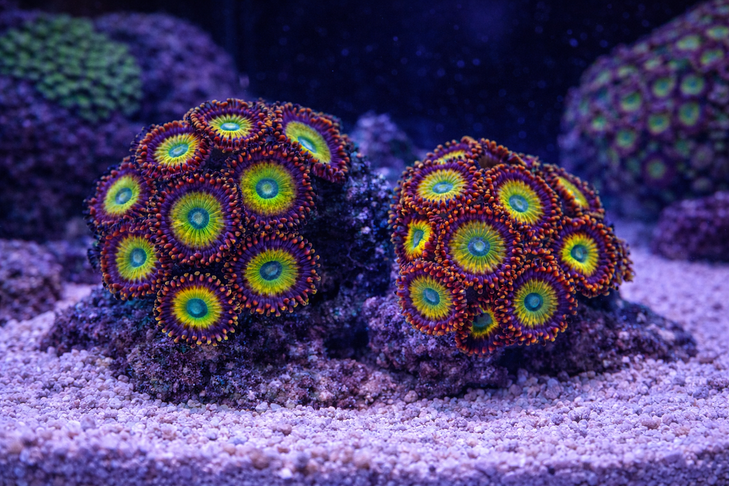 Color Grade A Zoa