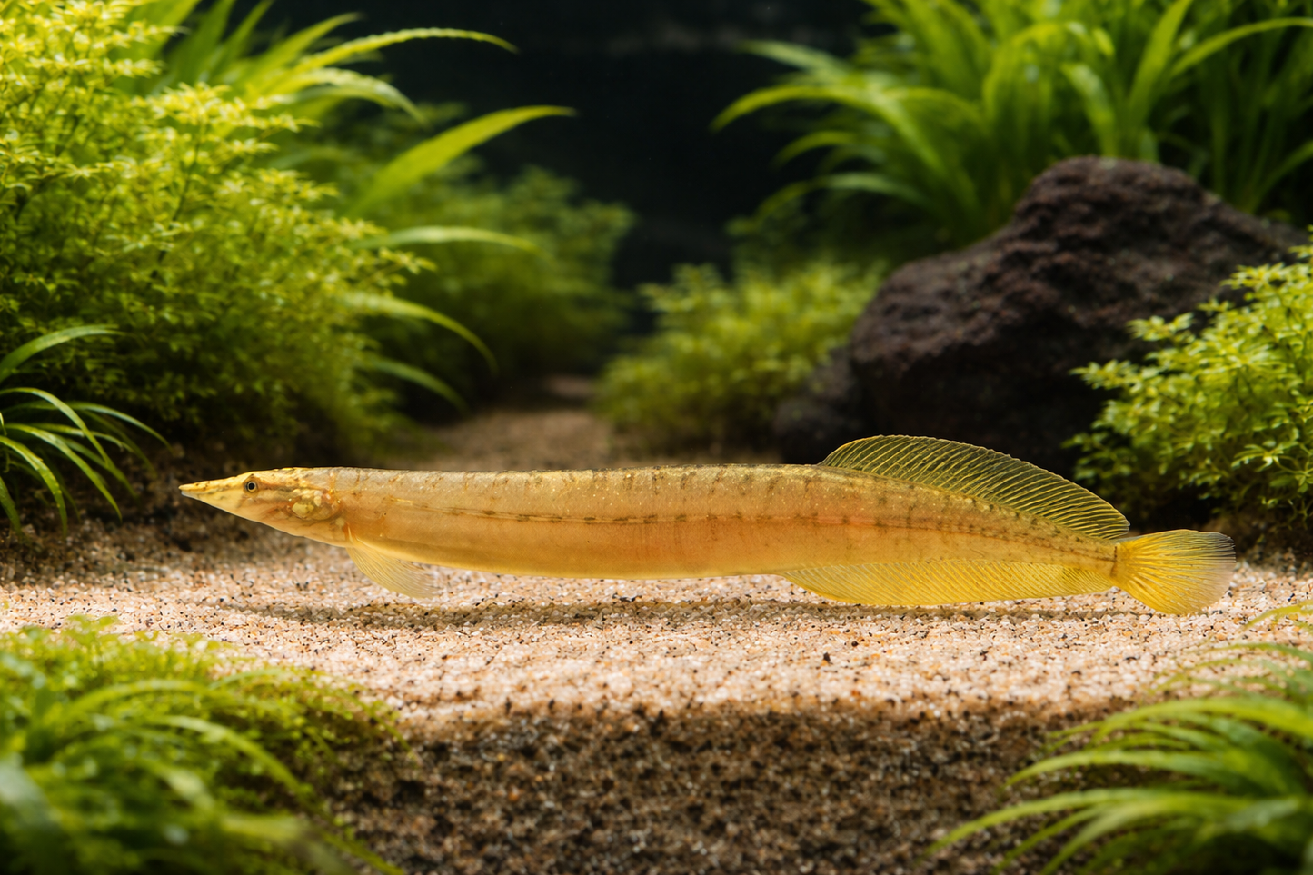 Yellow Tail Spiny Eel