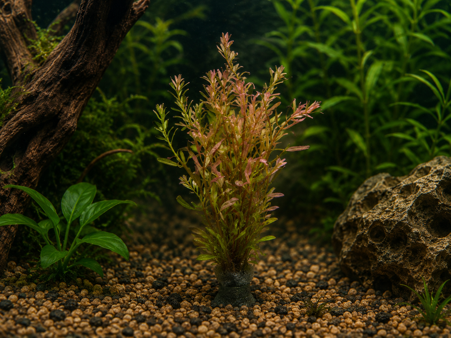 Rotala Manipurensis Aquatic Plant