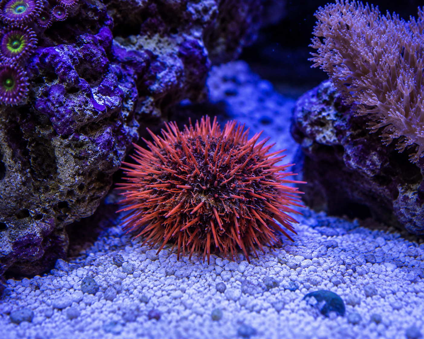 Rose Urchin