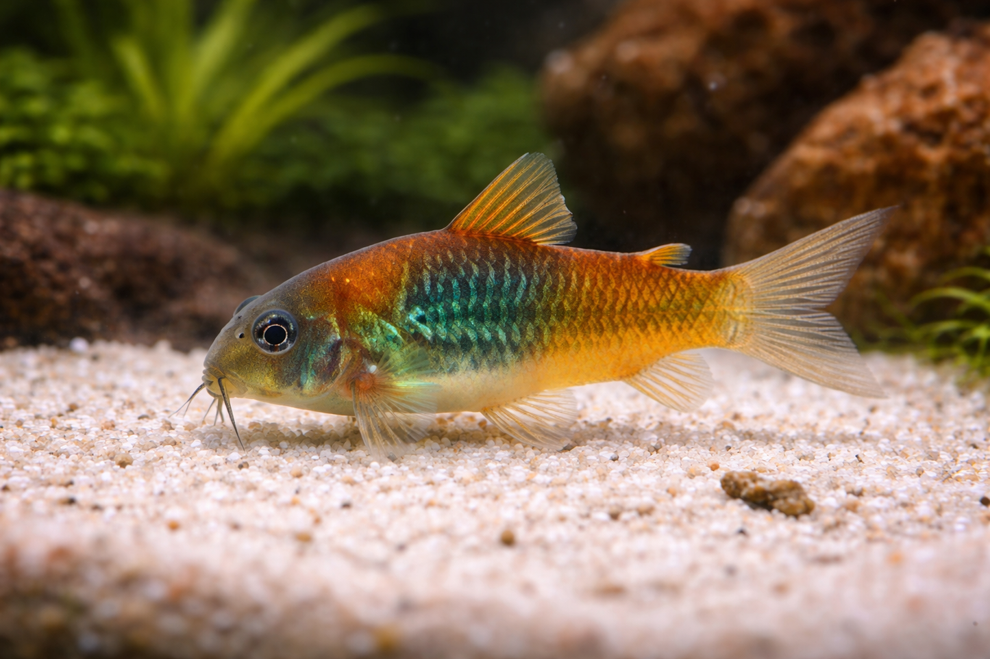 Corydoras Venezuelanus