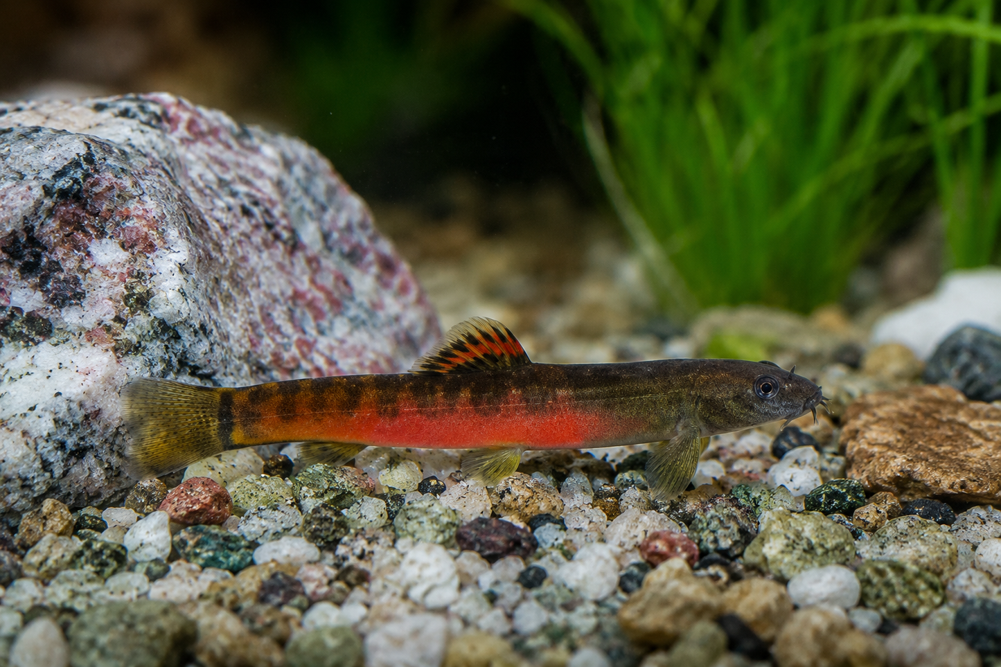 Crimson Loach India