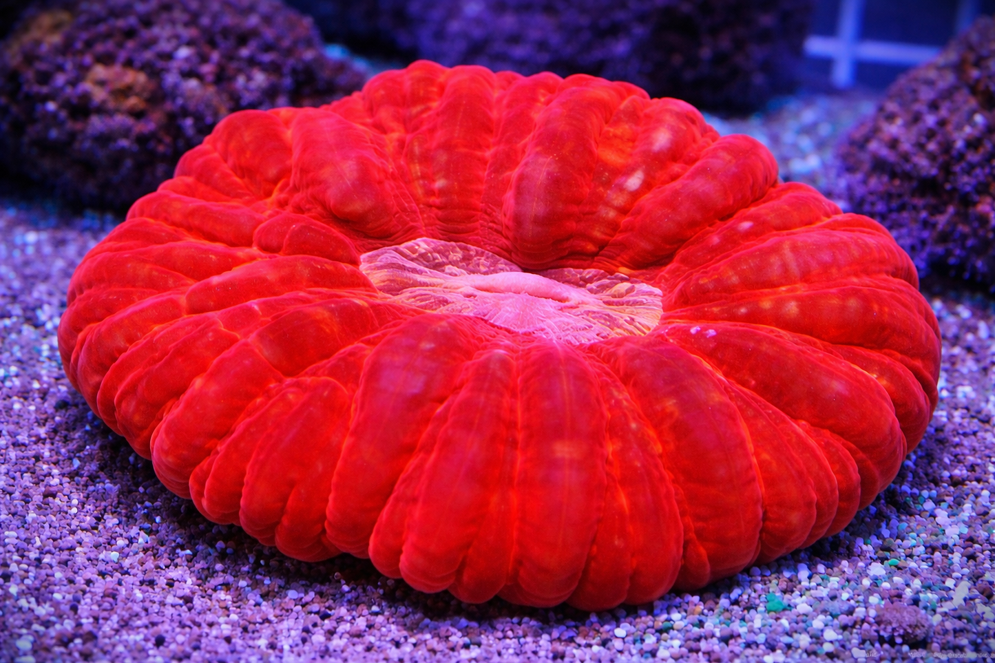 Cynarina Lacrymalis Bright Red