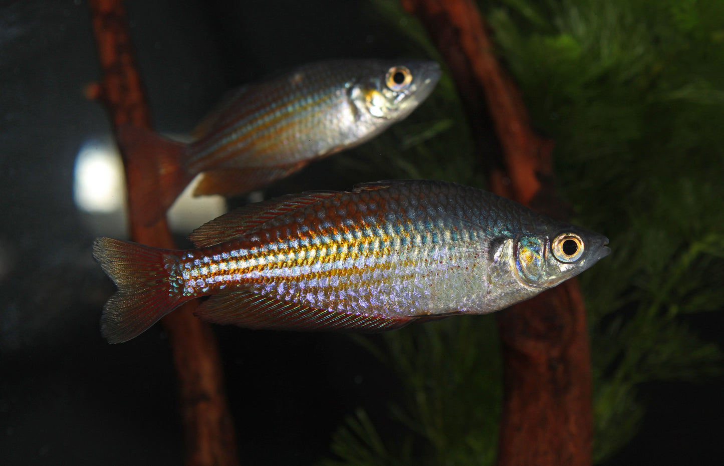 Deep Water Creek Rainbow