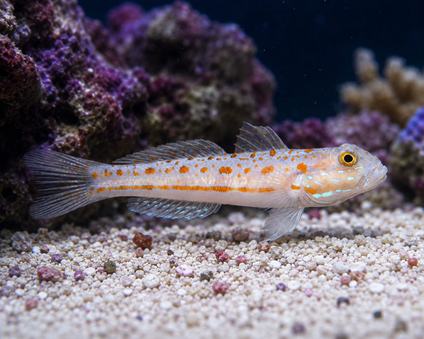 Diamond Sleeper Goby