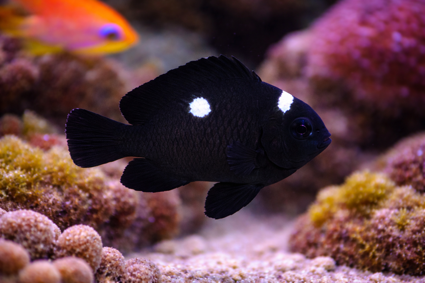 Domino Damselfish