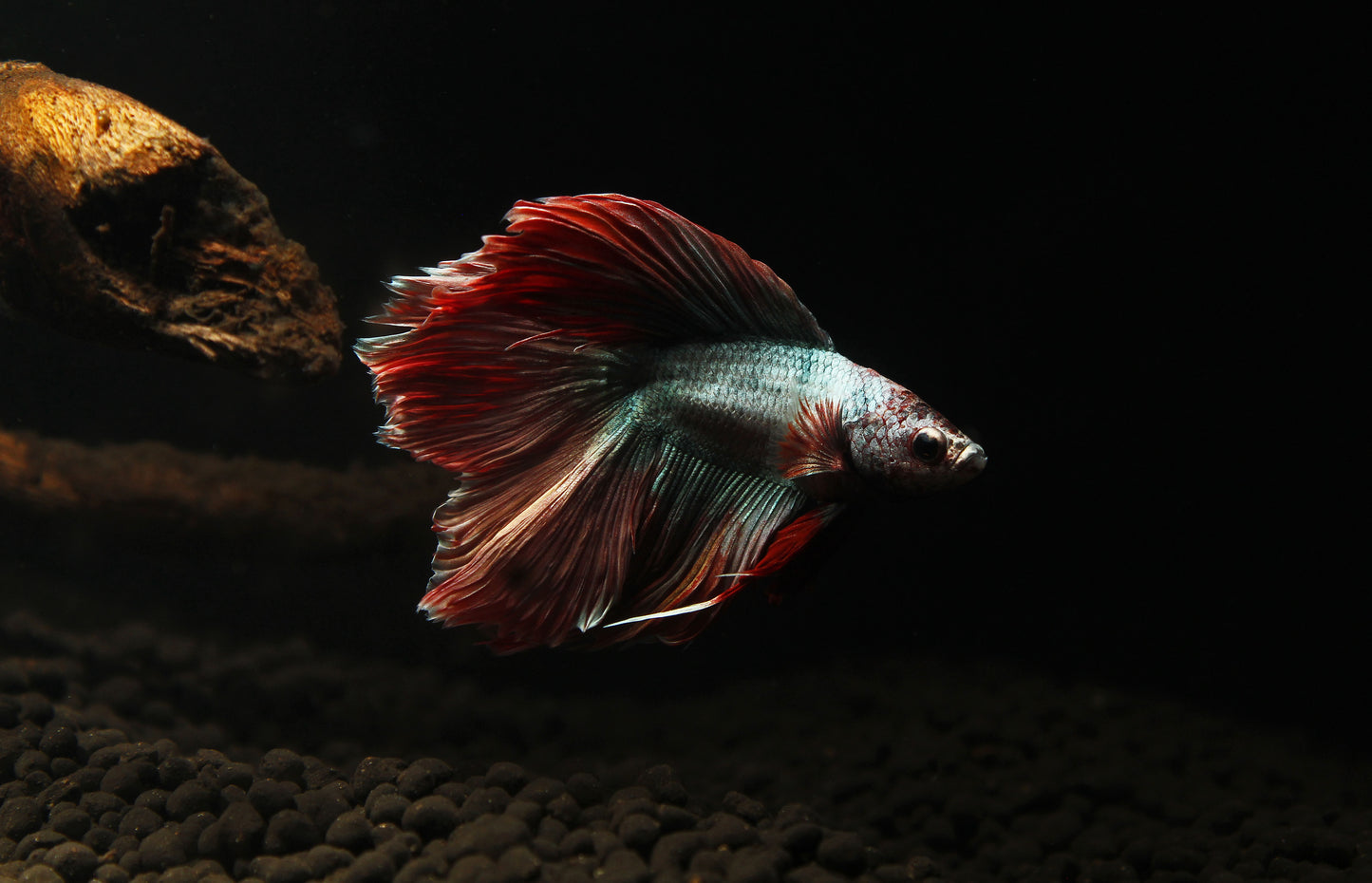 Double Longtail Male Betta Fish