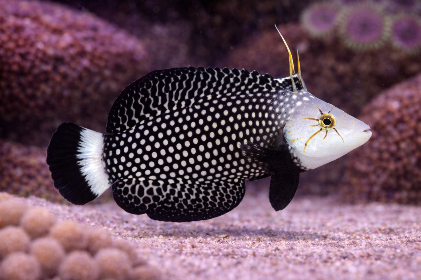 Dragon Wrasse