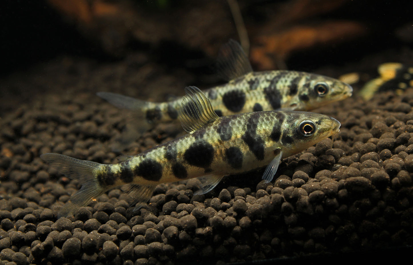 Eight Spotted Leporinus