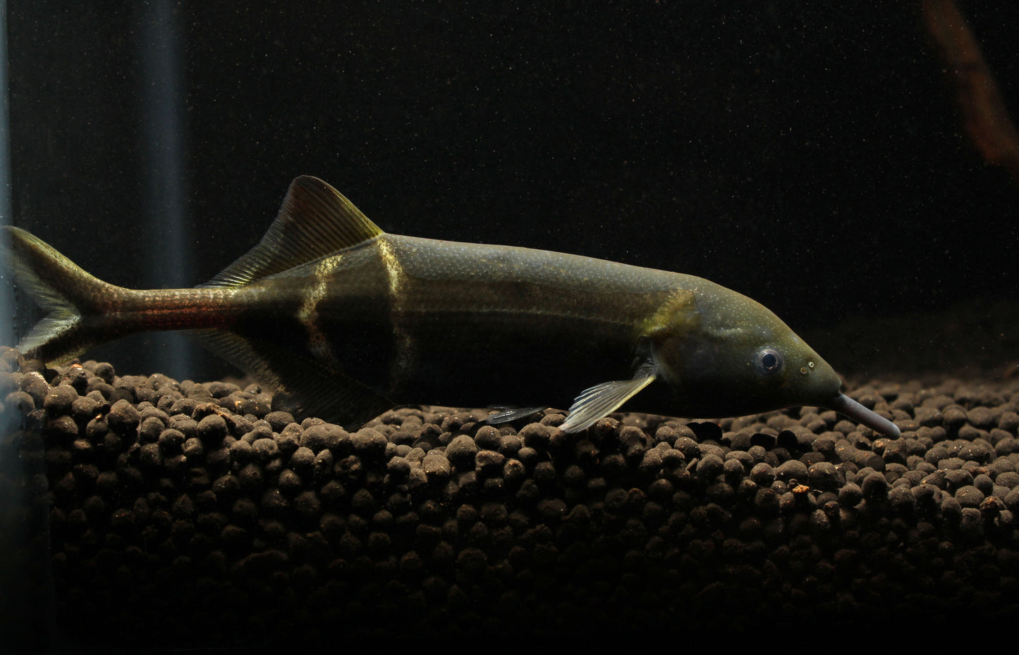 Elephant Nose Knifefish