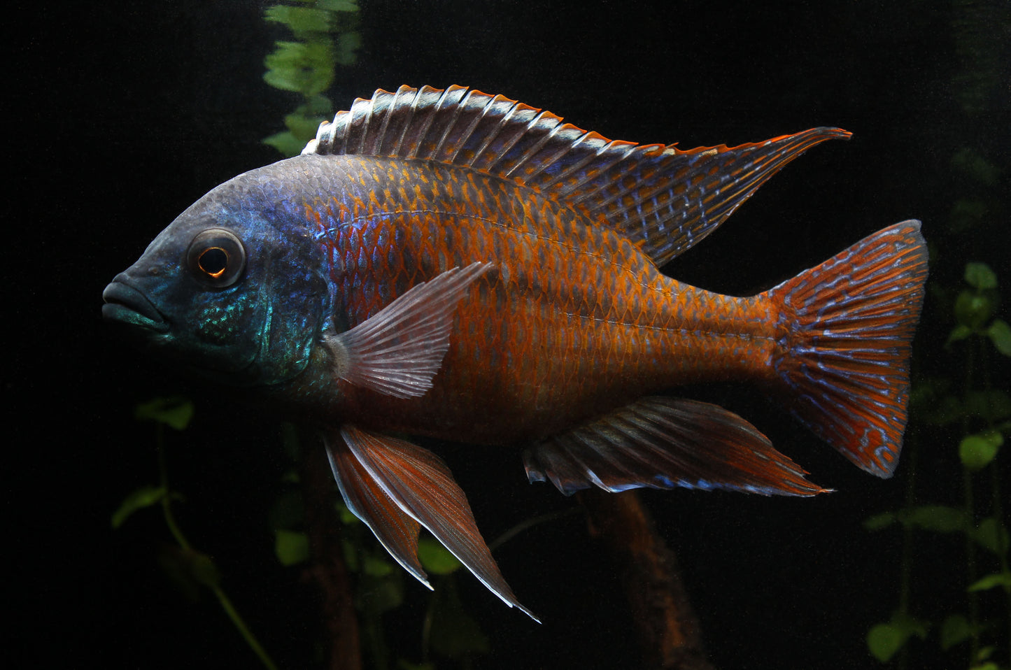 Fire Hap Cichlid Male Large