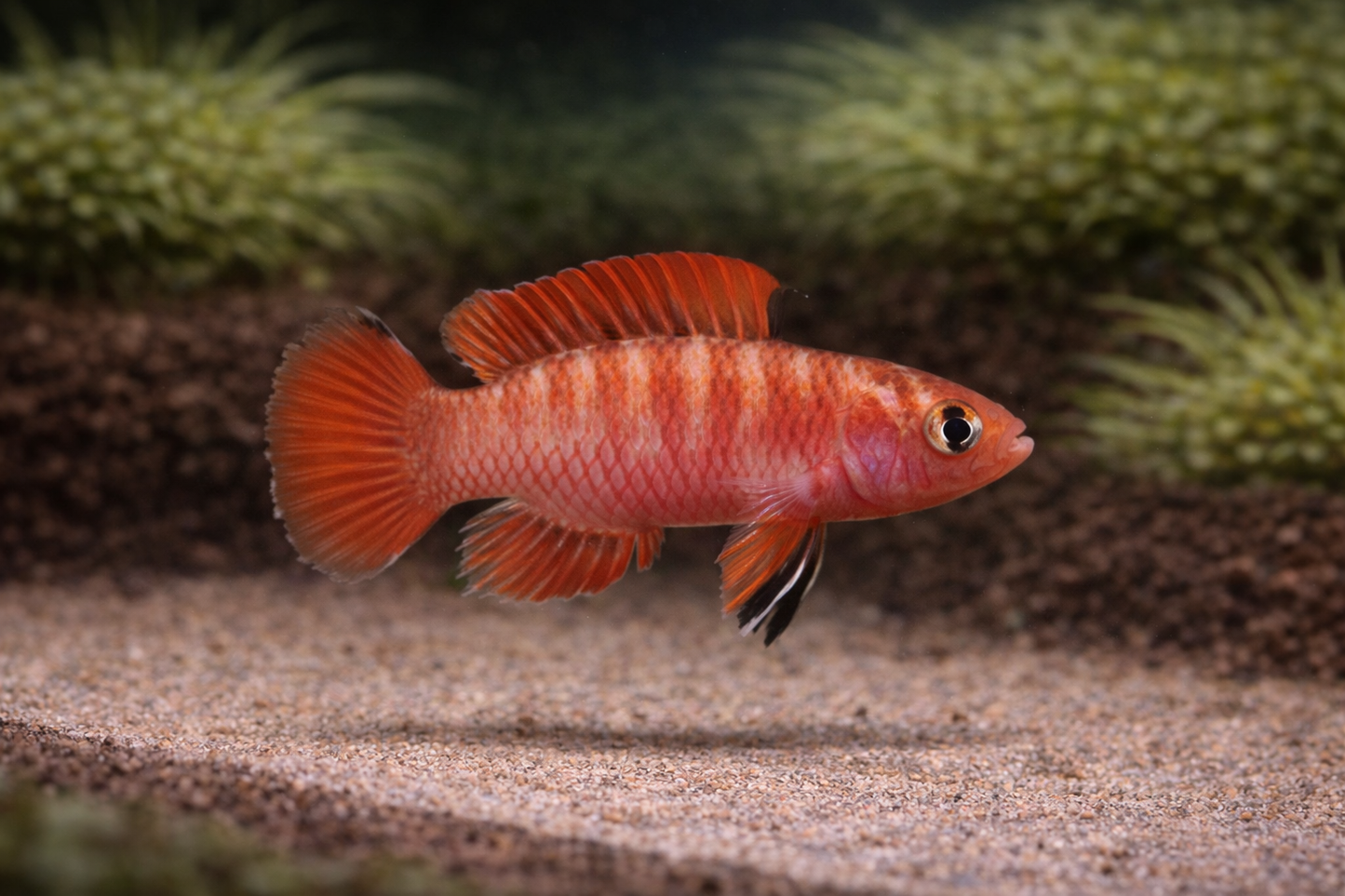 Flame Red Badis