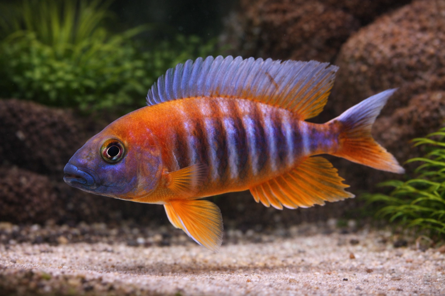 Colorful fish with orange and blue stripes in an aquarium setting