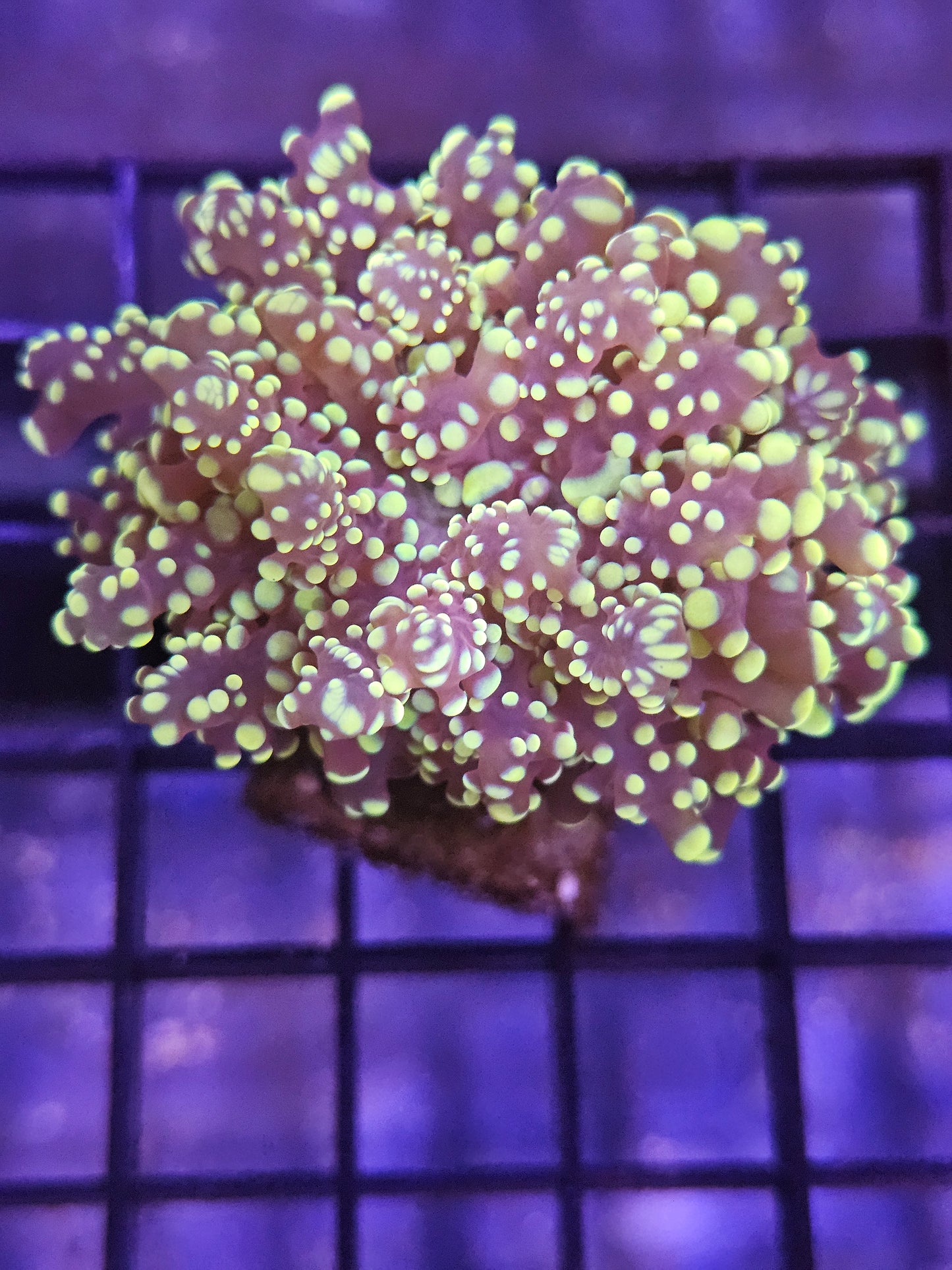 Orange Frog Spawn Coral