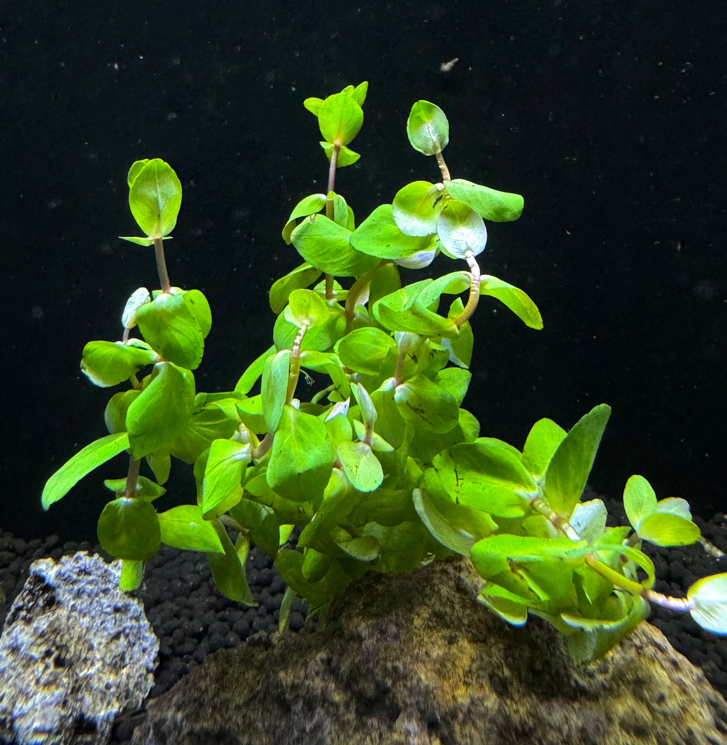 Rotala Macrandra Mini Red