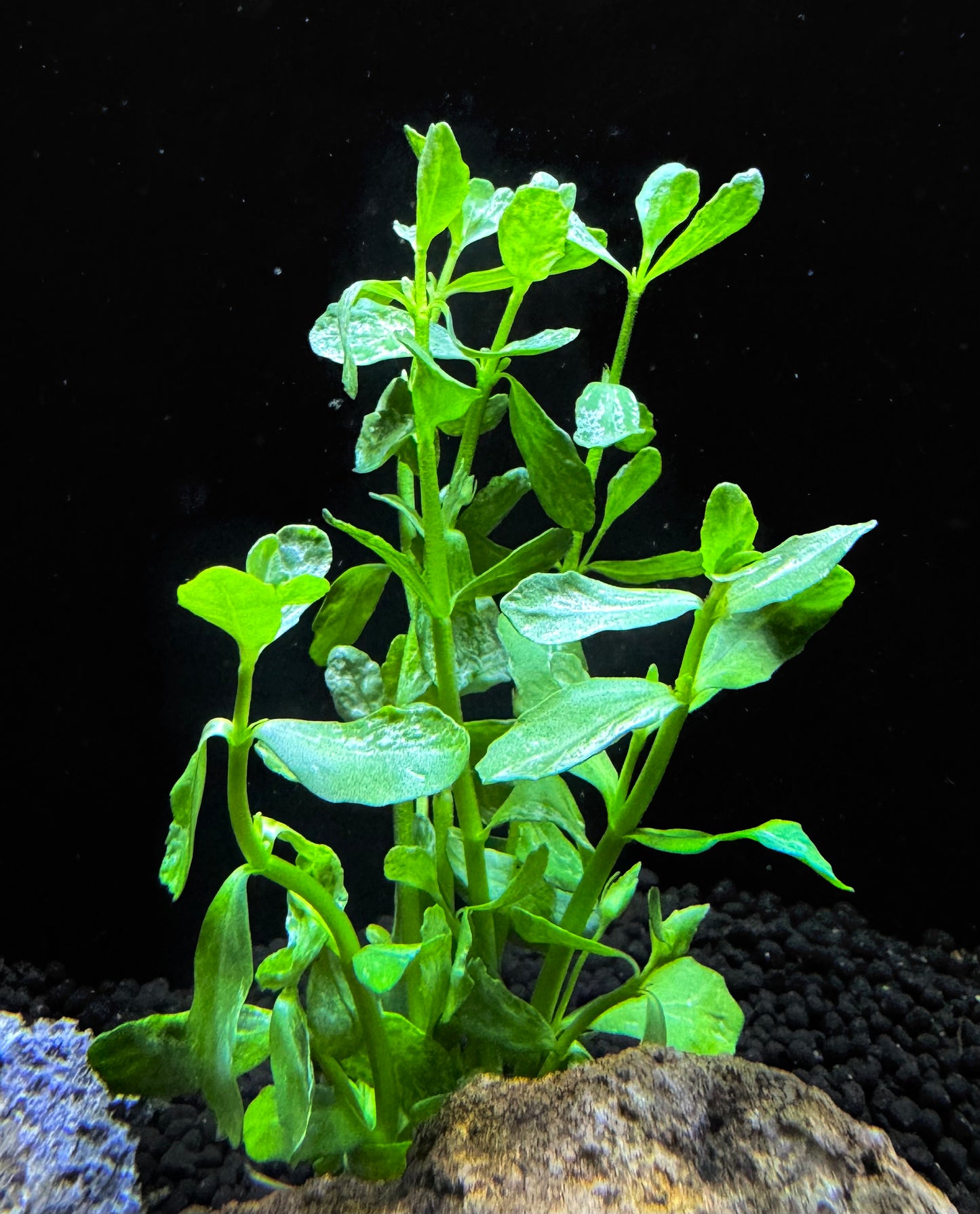 Bacopa monnieri variegatus