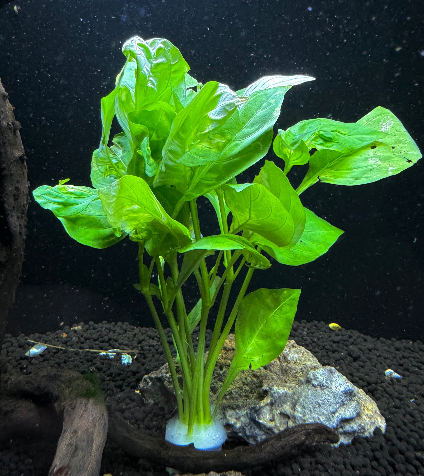 Hygrophila Corymbosa "Variegatus"