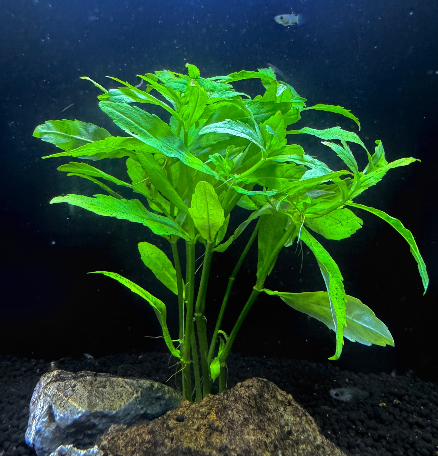 Pogostemon Sampsonii