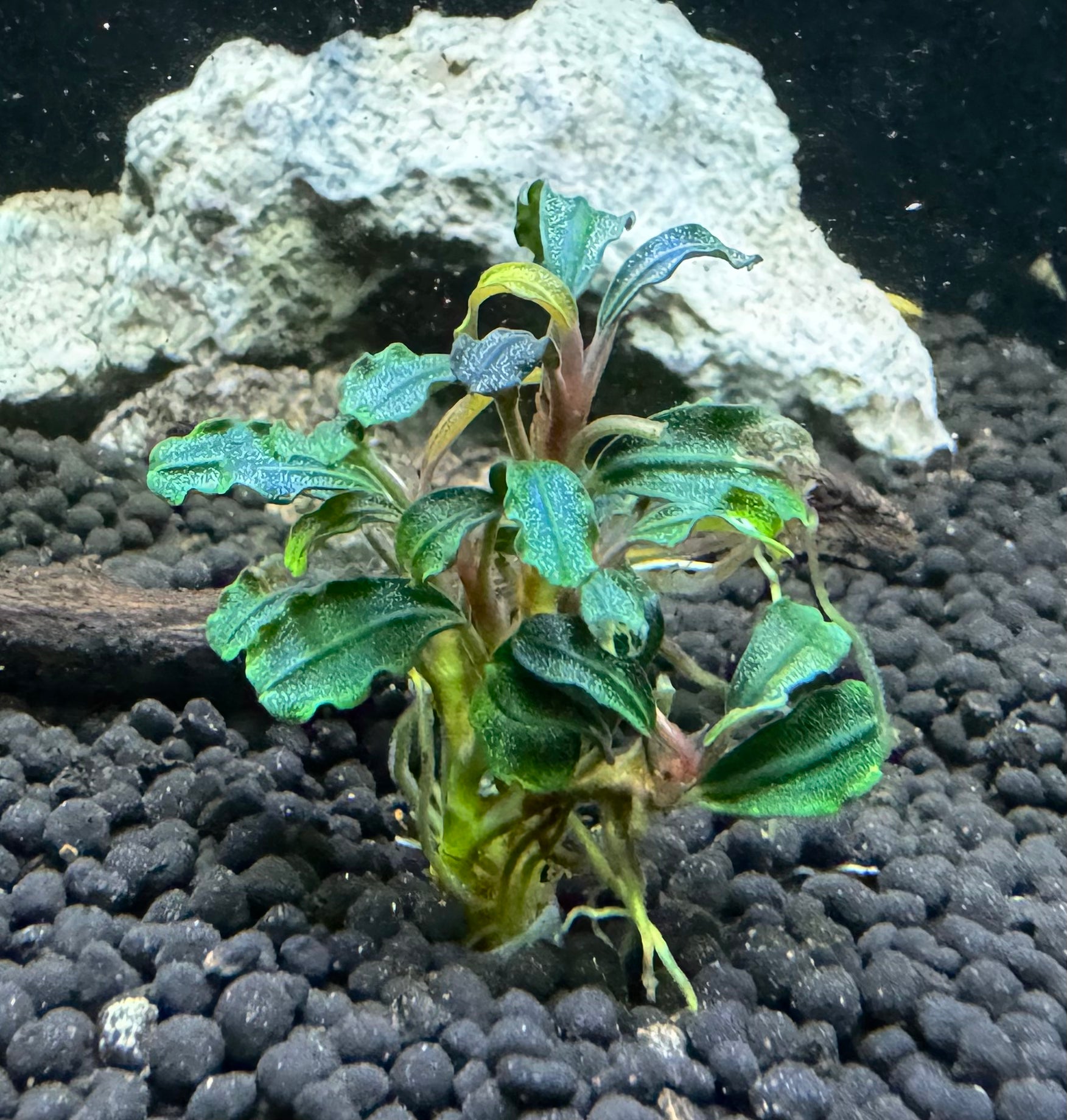 Bucephalandra Dark Phantom Plant – Natural Environment Aquatix Bucephalandra Dark Phantom Plant – Natural Environment Aquatix