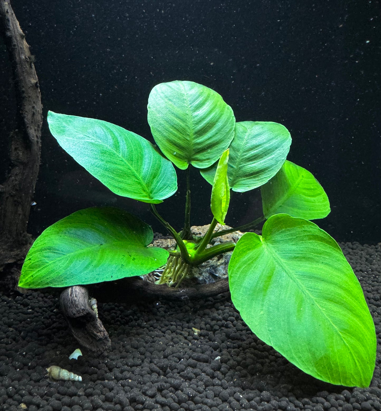 Anubias Barteri Broad Leaf