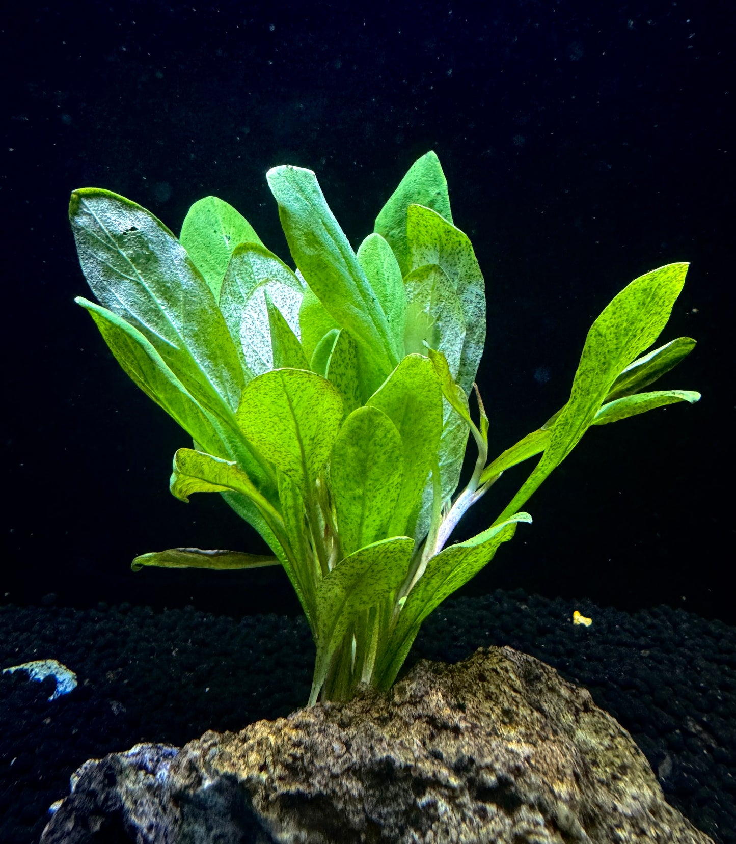 Samolus Parviflorus Red